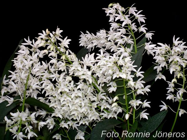 Dendrobium kingianum alba